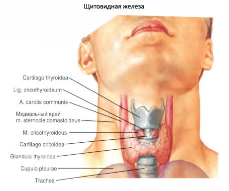 The thyroid gland (glandula thyroidea)