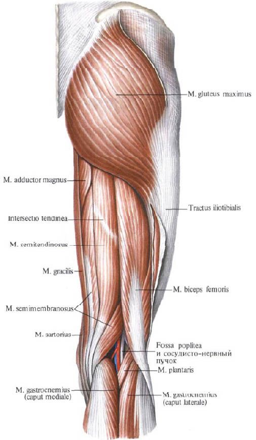 Gluteus muscles (gluteus maximusus)