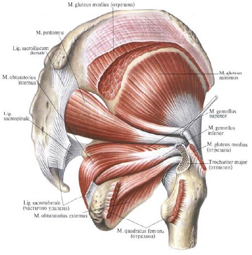 Gluteus muscles (medial gluteus muscle)