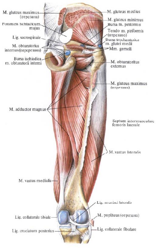 Gluteus muscles (small gluteus muscle)