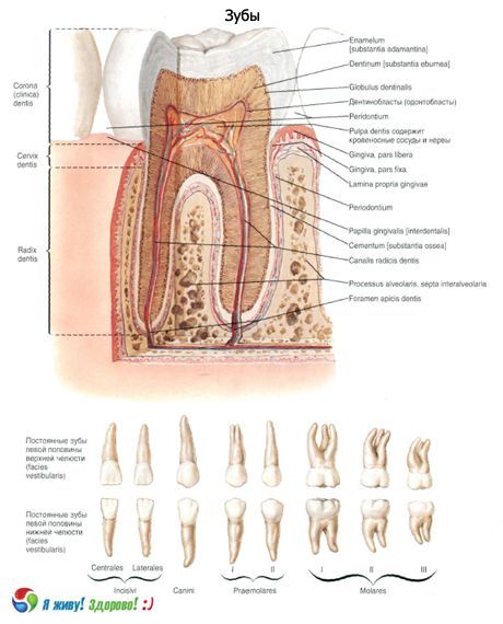Teeth.  Structure of the tooth
