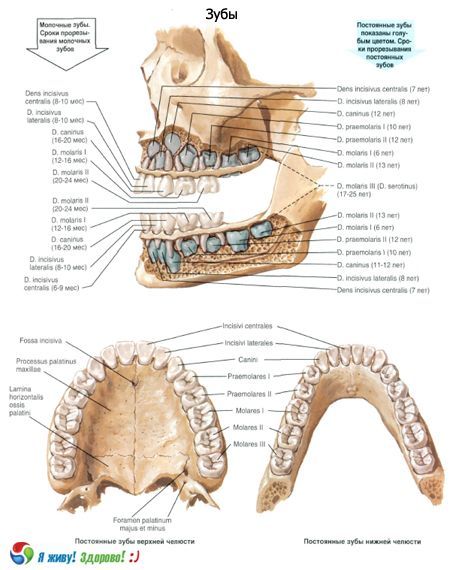 Teeth.  Structure of the tooth